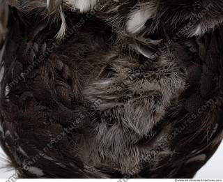 bird skin feather 0017